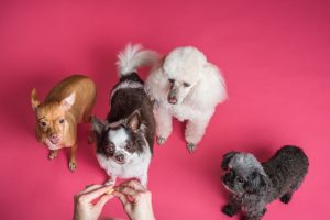 oren hond schoonmaken
